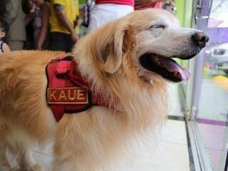 Kauê, cão que ficou conhecido como &quot;cãotearapeuta&quot; no Corpo de Bombeiros e visitava crianças. (Foto: Arquivo/Marcos Ermínio)