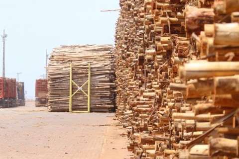 Lei obriga produtores de madeira a repassarem 22 milhões ao Fundersul