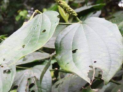 Efeitos anti-inflamat&oacute;rios e analg&eacute;sicos s&atilde;o testados em planta do cerrado de MS