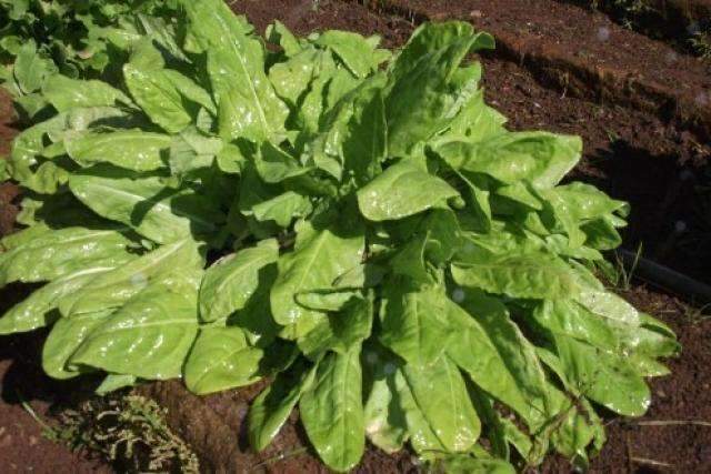 Projeto estimula produ&ccedil;&atilde;o de org&acirc;nicos para aquecer mercado interno
