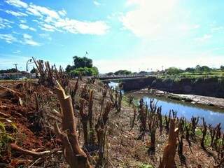 Árvores cortadas às margens do Rio Anhandui. (Foto: André Bittar)