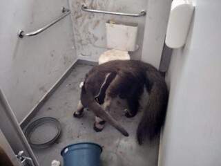 Tamanduá resgatado no banheiro da Viação Cidade Morena. (Foto: Polícia Municipal)