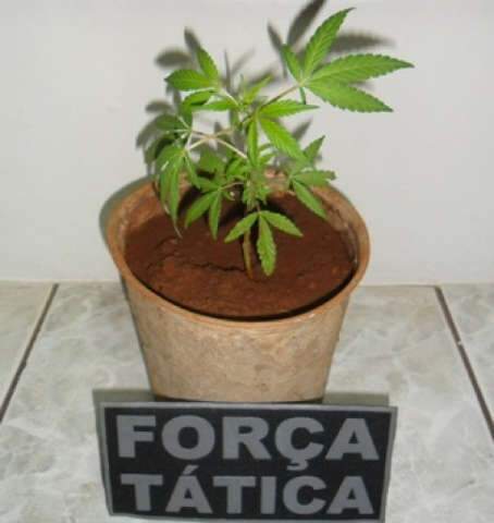  Rapaz &eacute; preso por ter p&eacute; de maconha em vaso sobre a geladeira