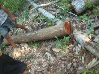 Lascas de madeira encontradas na fazenda. (Foto: Divulgação/ Polícia Civil)