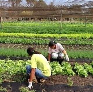Objetivo do Plano de Segurança Alimentar também é incentivar a produção local. (Foto:Divulgação)