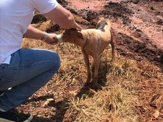 Morador que encontrou animal retirou a fita (Foto:Rio Brilhante em Tempo Real)
