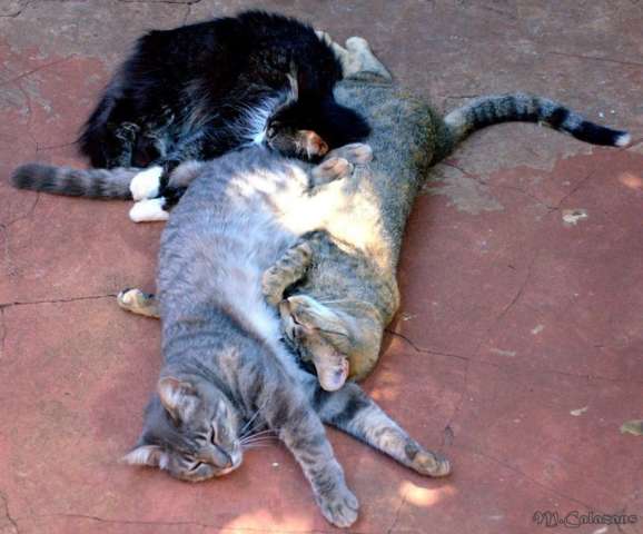 Projeto prev&ecirc; desconto no IPTU a empresas que adotarem c&atilde;es e gatos