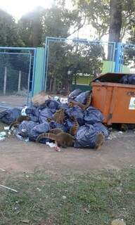 Lixo jogado na rua vira alimento para grupo de quatis ( Foto: Direto das ruas) 