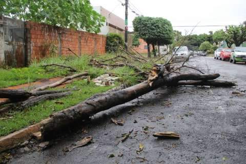 Chuva forte derruba três árvores em menos de meia hora na Capital