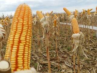 Chuvas constantes e redução de área plantada reduz projeção de produção de milho em MS. (Foto: Famasul)