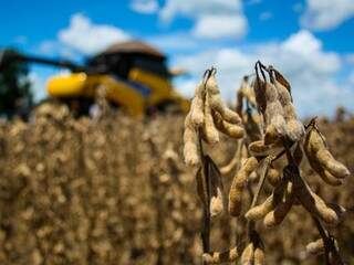 Colheita de soja em MS; receita com exportação do grão cresceu 20% (Foto: Marcos Ermínio)