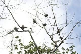 Centenas de aves embelezam as árvores do parque. (Fotos: Marcelo Victor) 