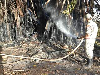 Na tarde de hoje, foram usados 20 mil litros de água para apagar e resfriar a árvore (Foto: Mariana Lopes)