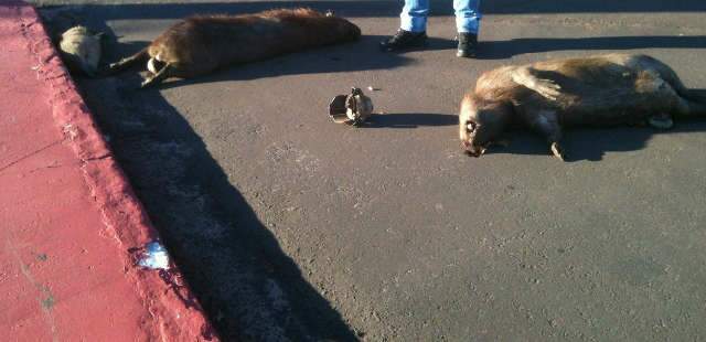  Quatro capivaras s&atilde;o encontradas mortas atropeladas na Afonso Pena 