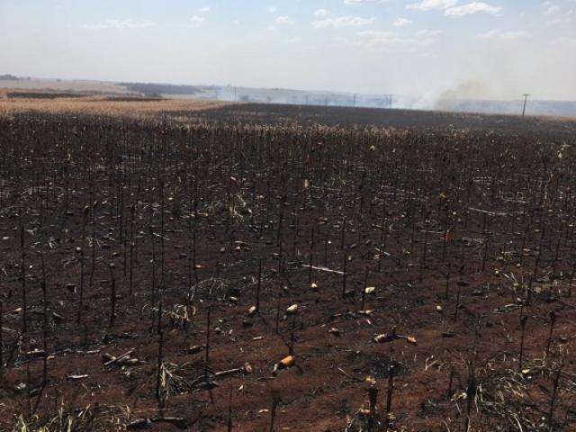 Propriet&aacute;rios rurais acusam &iacute;ndios de atear fogo em planta&ccedil;&atilde;o de milho 