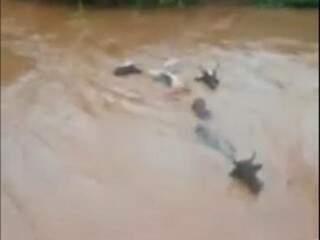 Animais sendo levados pela força da água. (Foto: Reprodução) 