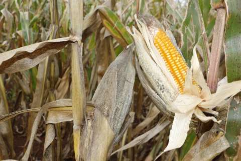 Com muita chuva em janeiro e seca em abril, milho deve ter perda de 30%