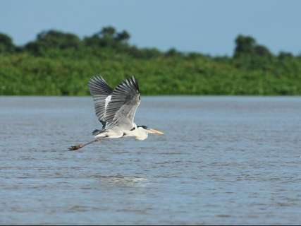 Dia do Pantanal, 12 de novembro lembra morte de ambientalista