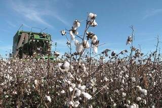 Vazio sanitário do algodão é realizado para combater praga na lavoura (Foto: Divulgação/Famasul)