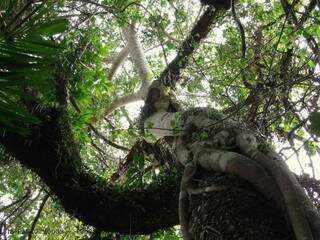 Imagem da Figueira Mata-Pau, árvore comum em Mato Grosso do Sul.