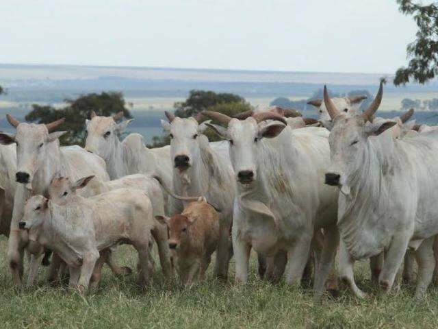 Pecuaristas Se Encontram Para Definir Rumos Do Setor Ap S A Opera O