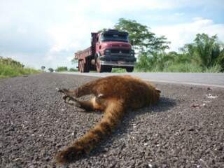 Tamanduá-mirim é principal vítima de atropelamentos na rodovia que corta o Pantanal.