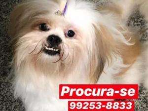 No dia p&oacute;s fogos e roj&otilde;es, come&ccedil;a busca por animais que fugiram
