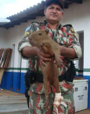  Pol&iacute;cia captura filhote de capivara no bairro Parque dos Laranjais 