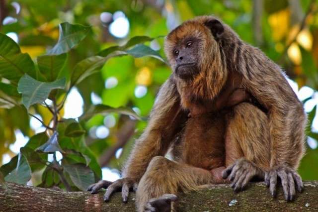 Aberto prazo para criadores de animais silvestres se recadastrarem no Ibama