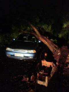 Árvore foi arrancada e danificou carro. (Foto: Direto das Ruas)