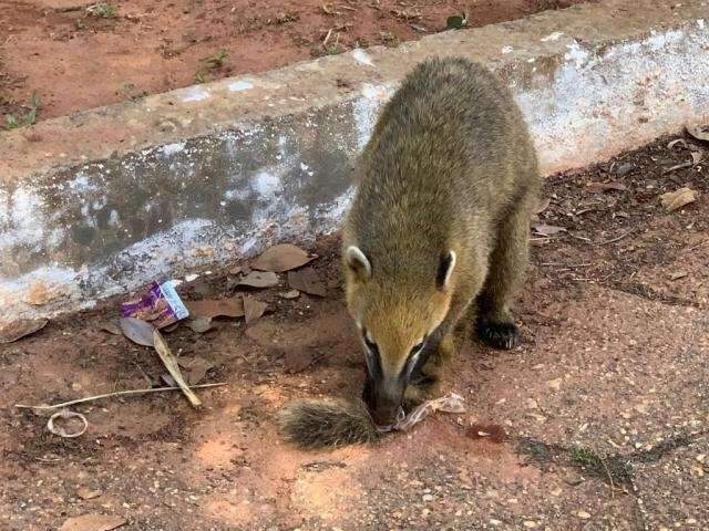 Prefeitura do Parque faz limpeza de preservativos deixados no local