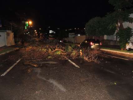 Temporal derruba árvores e interdita ruas e avenidas da Capital
