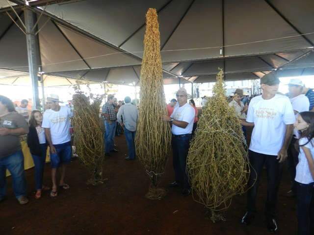  Produtor de MT vence concurso do maior p&eacute; de soja de Laguna Carap&atilde;