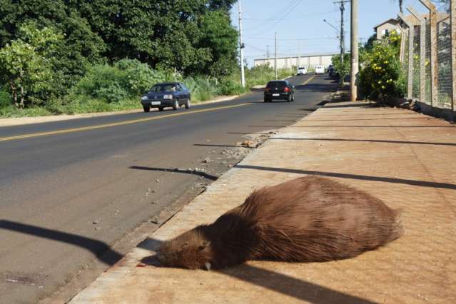 Capivaras criam novo corredor e passam a ser v&iacute;timas dos ve&iacute;culos