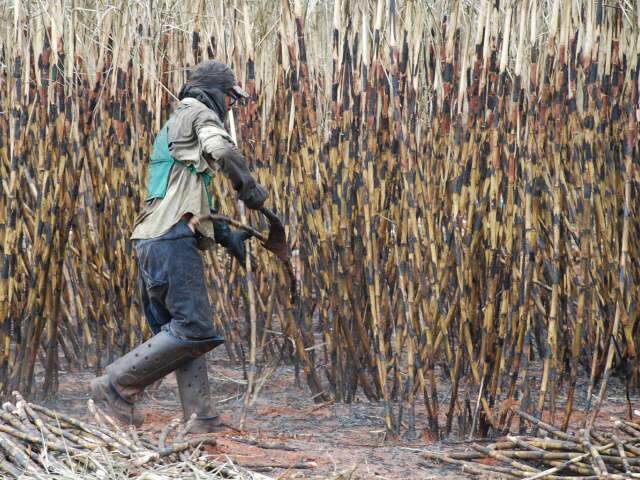  Expectativa &eacute; de alta para safra da cana em Mato Grosso do Sul
