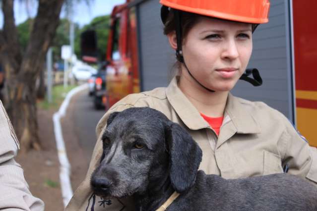 C&atilde;o cai em c&oacute;rrego na Ernesto Geisel e &eacute; resgatado pelos bombeiros