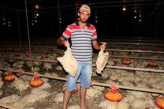 Nos aviários é necessário ventilação e região ficou quase 40 horas sem energia, causando morte de mais de 30 mil frangos. (Foto: IviNotícias)