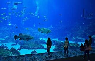 Paraná terá o maior aquário de água doce do mundo