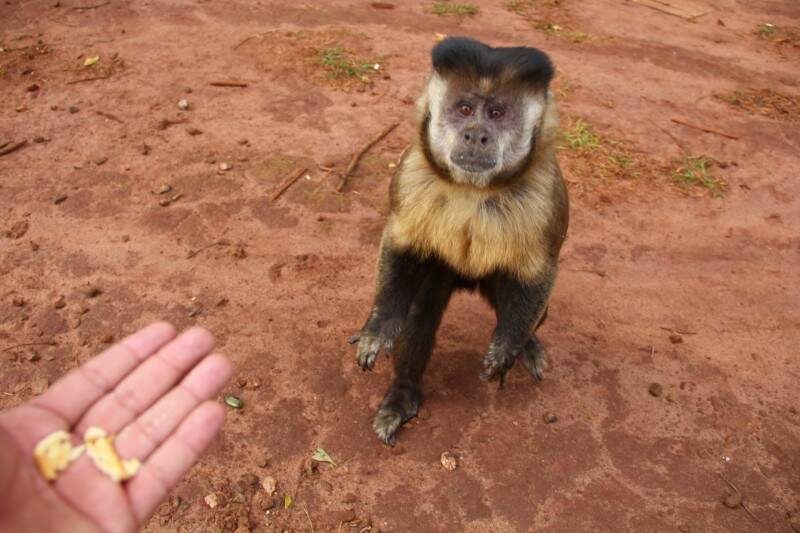 Macacos fofos posando juntos