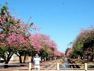 O corredor de flores na Avenida Ricardo Brandão, atrai quem se encanta pelo rosa das paineiras. (Foto: Arquivo Campo Grande News)