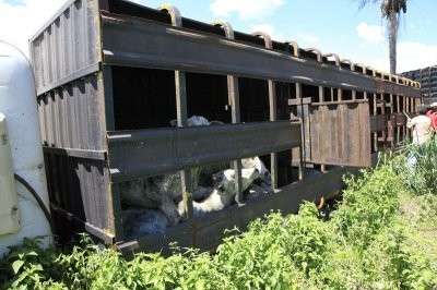 Caminh&atilde;o boiadeiro tomba e animais morrem na BR-163