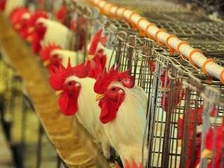Produção de carne de ave também apresentou crescimento (Foto: Divulgação)