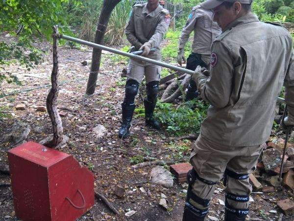 Em 24 horas, bombeiros retiram tr&ecirc;s cobras de dentro de resid&ecirc;ncias