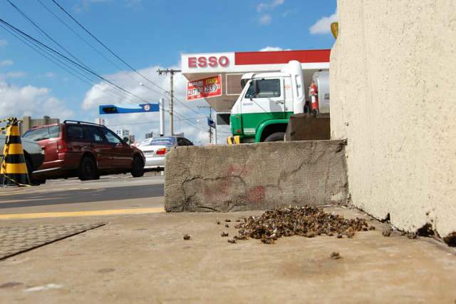  Abelhas atacam caminh&atilde;o de bebidas na Fernando Corr&ecirc;a  