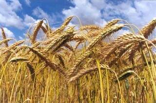 Era previsto negociar 5 mil toneladas de trigo, mas o total comercializado foi 234,3 toneladas (Foto: Divulgação/Aprosoja)