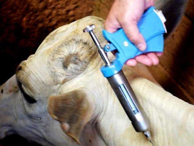 Veterin&aacute;rios de programa de brucelose e tuberculose devem se recadastrar em MS