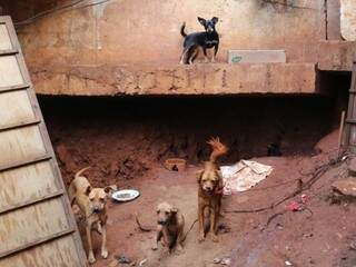 Paixão da vida de Maria, cães recebem atenção sob viaduto e, agora, têm o apoio de ativistas. (Foto: Paulo Francis)