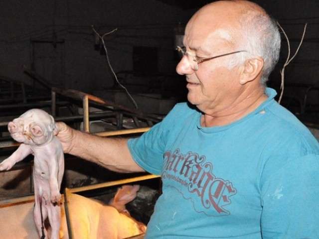 Leit&atilde;o nasce com duas cabe&ccedil;as em Sidrol&acirc;ndia