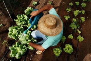 Com financiamento, agricultores investiram em compra de equipamentos e custeio da produção (Foto: Arquivo Cleber Gellio)