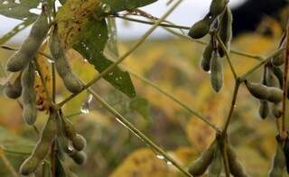 Sindicato Rural alega que se colheita de soja atrasar por complicação no escoamento, plantio de milho atrasa também.  (Foto: Revista Feed e Food)